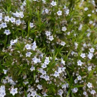 Nawrot Alba Lithodora Diffusa
