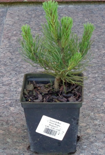 Kosodrzewina Pinus Mugo Mughus1l