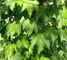 Winobluszcz trójklapowy Parthenocissus tricuspidata 1l