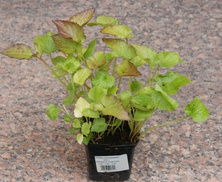 Dzwonek kropkowany Alba Campanula punctata