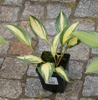 Funkia Cherry Berry Hosta 1l