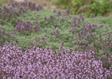 Macierzanka wczesna Pseudolanuginosus Thymus Praecox