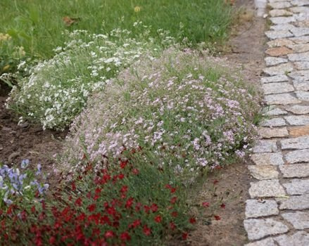 Gipsówka rozesłana Alba Gypsophila repens 9