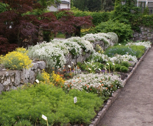 Ubiorek wiecznie zielony Masterpiece Iberis sempervirens