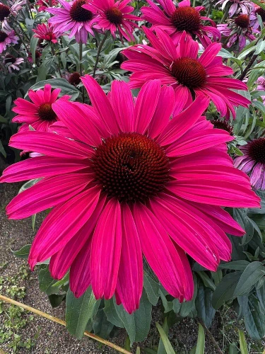 Jeżówka Sensation Wild Romance Echinacea 