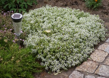 Macierzanka wczesna Albiflorus Thymus Praecox 9