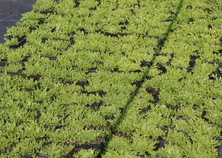 Delosperma Delosperma Congestum 9