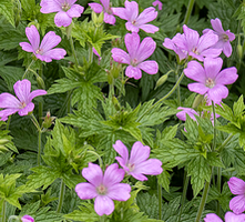 Bodziszek oksfordzki Rose Clair Geranium x oxonianum