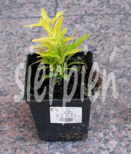 Żylistek Szorstki Aurea Deutzia Scabra 1l