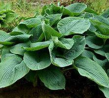 Funkia Elegans Hosta 