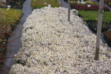 Aster krzaczasty Kristina Aster Dumosus