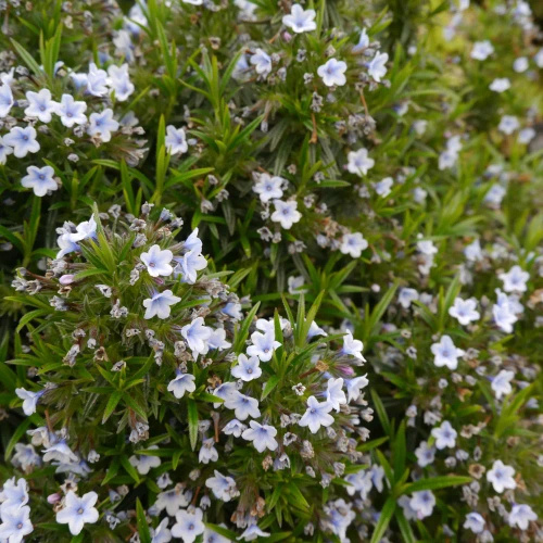 Nawrot Alba Lithodora Diffusa