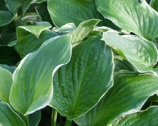 Funkia Christmas Tree Hosta 1l  