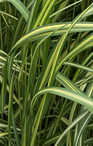 Trzcinnik ostrokwiatowy England Calamagrostis acutiflora 1l