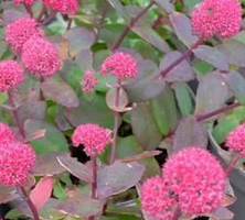 Rozchodnik wielki Red Cauli Sedum telephium Sedum telephium 9