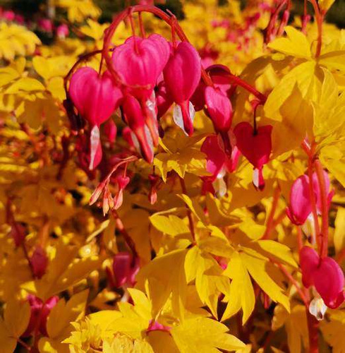Serduszka okazała Gold Heart Dicentra Spectabilis 9-1l