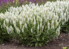 Szałwia omszona Alba (Adrian) Salvia nemorosa