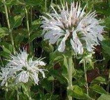 Pysznogłówka Schneewittchen Monarda Didyma 9