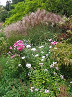 Miskant Chiński Kleine Silberspinne Miscanthus Sinensis 1l