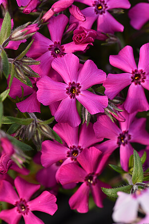 Floks Szydlasty Spring Hot Pink Phlox subulata 9