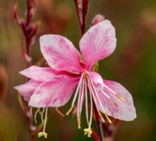 Gaura Cherry Brandy Gaura lindheimeri