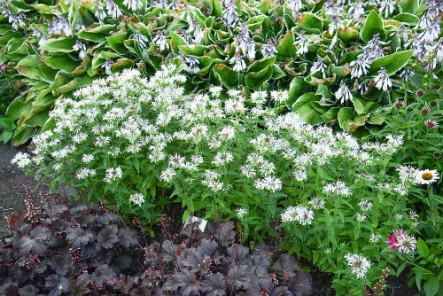 Pysznogłówka Bee-Bright Monarda 9