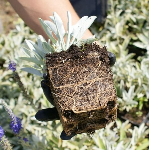 Przetacznik siwy Argentea Veronica incana 9