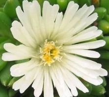 Delosperma Alba Delosperma Congestum