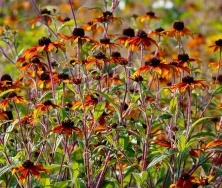 Rudbekia trójklapowa Praire Glow Rudbeckia triloba