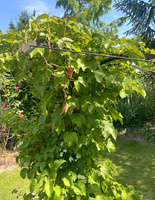 Winobluszcz trójklapowy Parthenocissus tricuspidata 1l