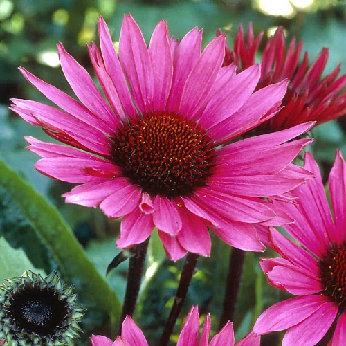 Jeżówka Fatal Attraction Echinacea