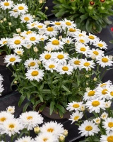 Złocień wielki Snow Cap Leucanthemum Superbum 1l