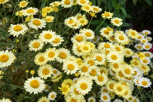 Rumian E.C. Buxton Anthemis hybrida
