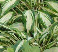 Funkia Cherry Berry Hosta 1l