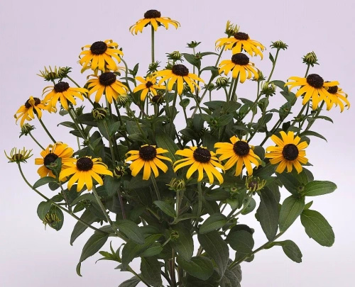 Rudbekia Błyskotliwa Goldblitz Rudbeckia Fulgida