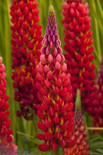 Łubin Towering Inferno Lupinus hybrida