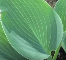 Funkia Halcyon Hosta