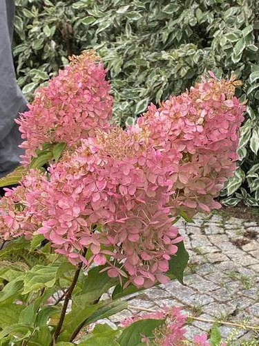 Hortensja bukietowa Phantom Hydrangea Paniculata 1l