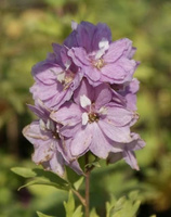 Ostróżka ogrodowa Astolat Delphinium Pacific 1l
