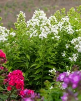 Floks, Płomyk David Phlox Paniculata