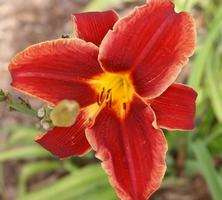 Liliowiec Hey There Hemerocallis