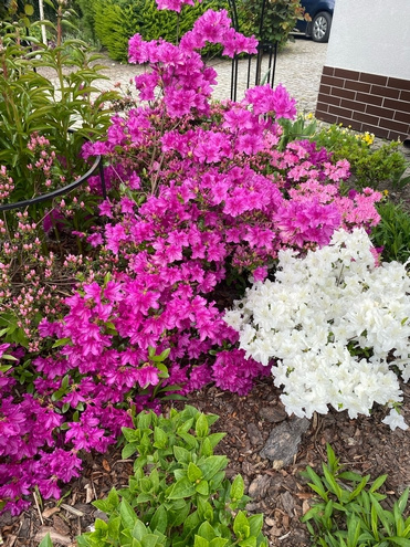 Azalia japońska Blaue Donau Azalea japonicum 1l