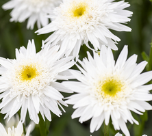 Złocień hybryda Wirral Supreme Leucanthemum x superbum