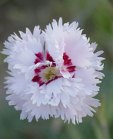 Goździk pierzasty Ine Dianthus plumarius 9