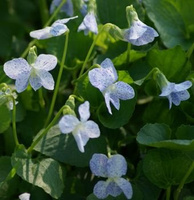 Fiołek motylkowaty Freckles Viola sororia 9