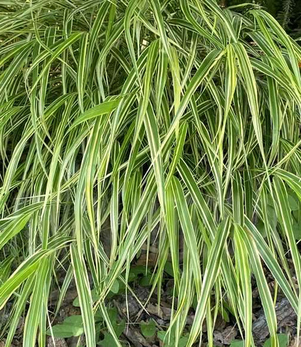 Hakonechloa smukła Hakonechloa macra 