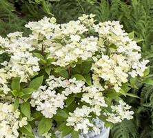 Hortensja bukietowa Polestar ® Hydrangea paniculata 1l