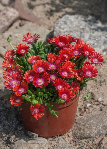 Delosperma Sundella Red Delosperma 