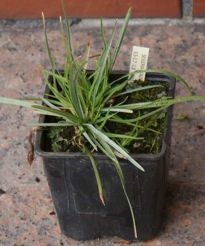 Sesleria skalna Sesleria Caerulea 