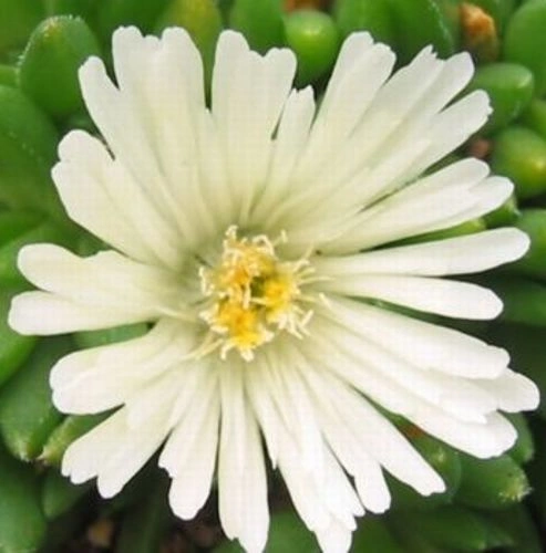 Delosperma Alba Delosperma Congestum